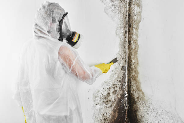 Best Industrial Mold Remediation in Glouster, OH