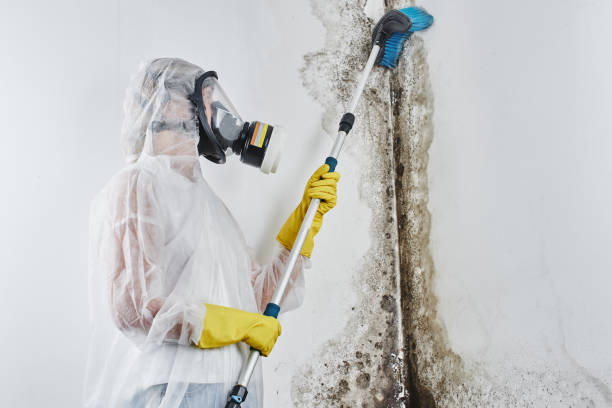 Best Mold Remediation for Specific Building Types in Glouster, OH
