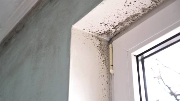 Best Emergency Mold Remediation in Glouster, OH