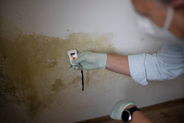 Trusted Glouster, OH Mold Remediation Experts