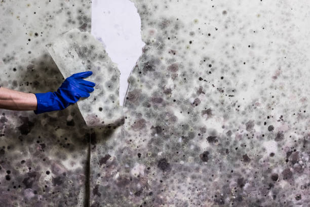 Best Insurance-Related Mold Remediation in Glouster, OH